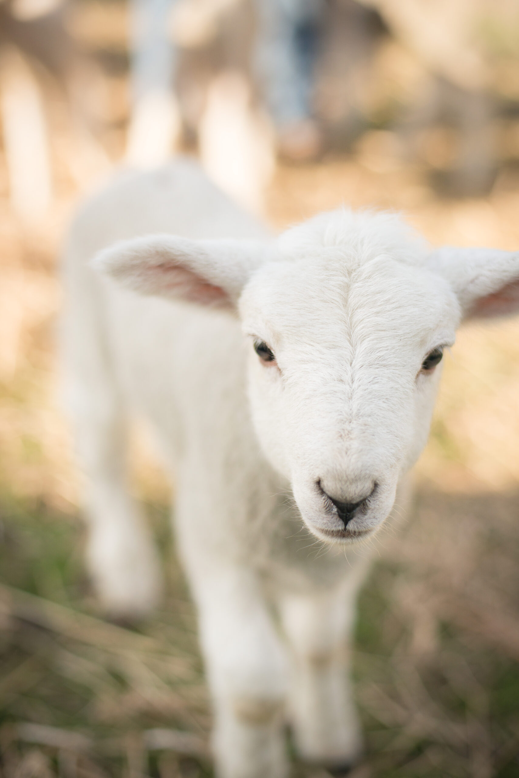 Lamb from Upper Cry Creek Ranch