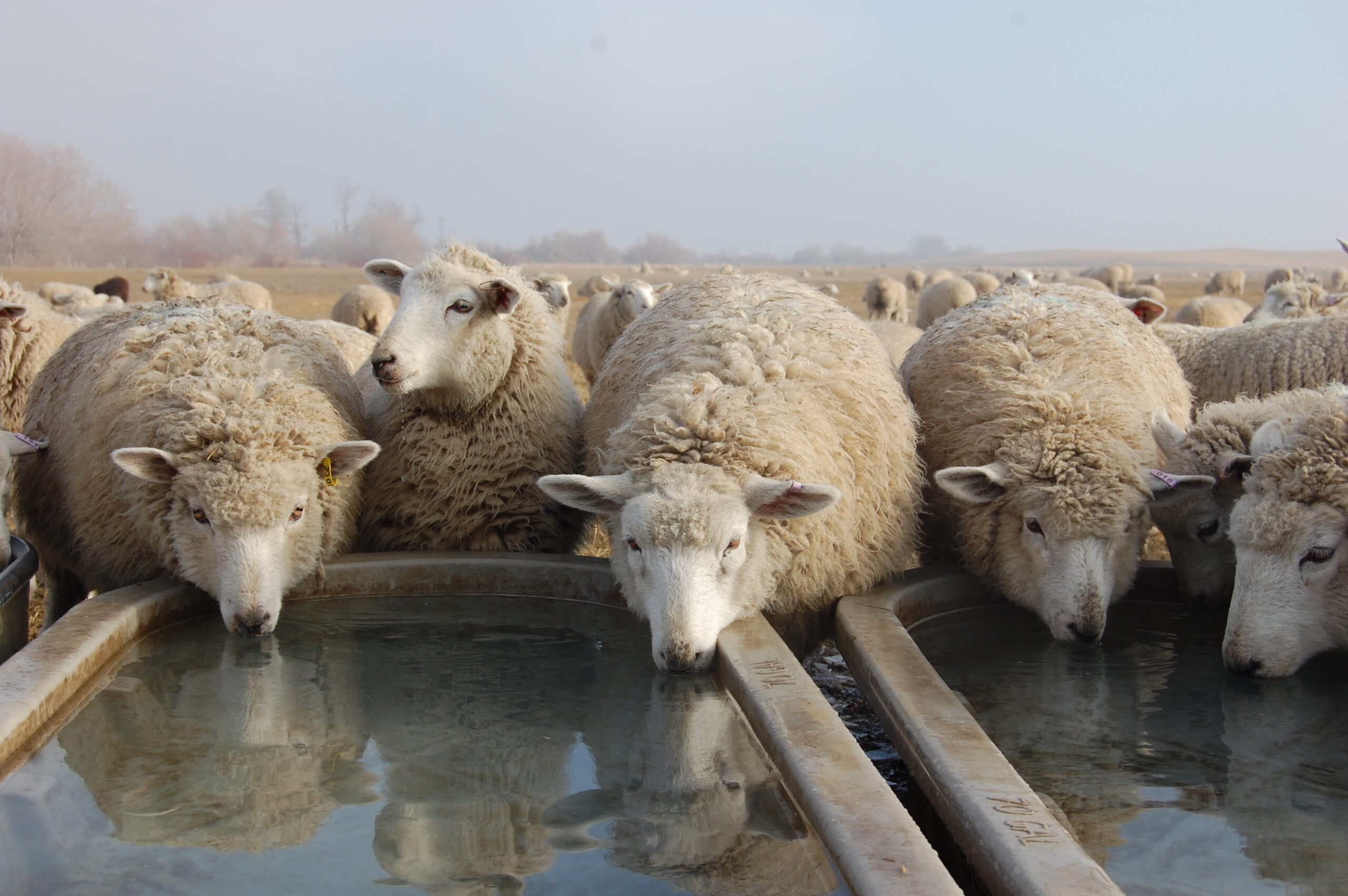Weaned Lambs Drinking Clean Water at Troughs Weaned lambs drinking clean water at troughs on foggy winter day.