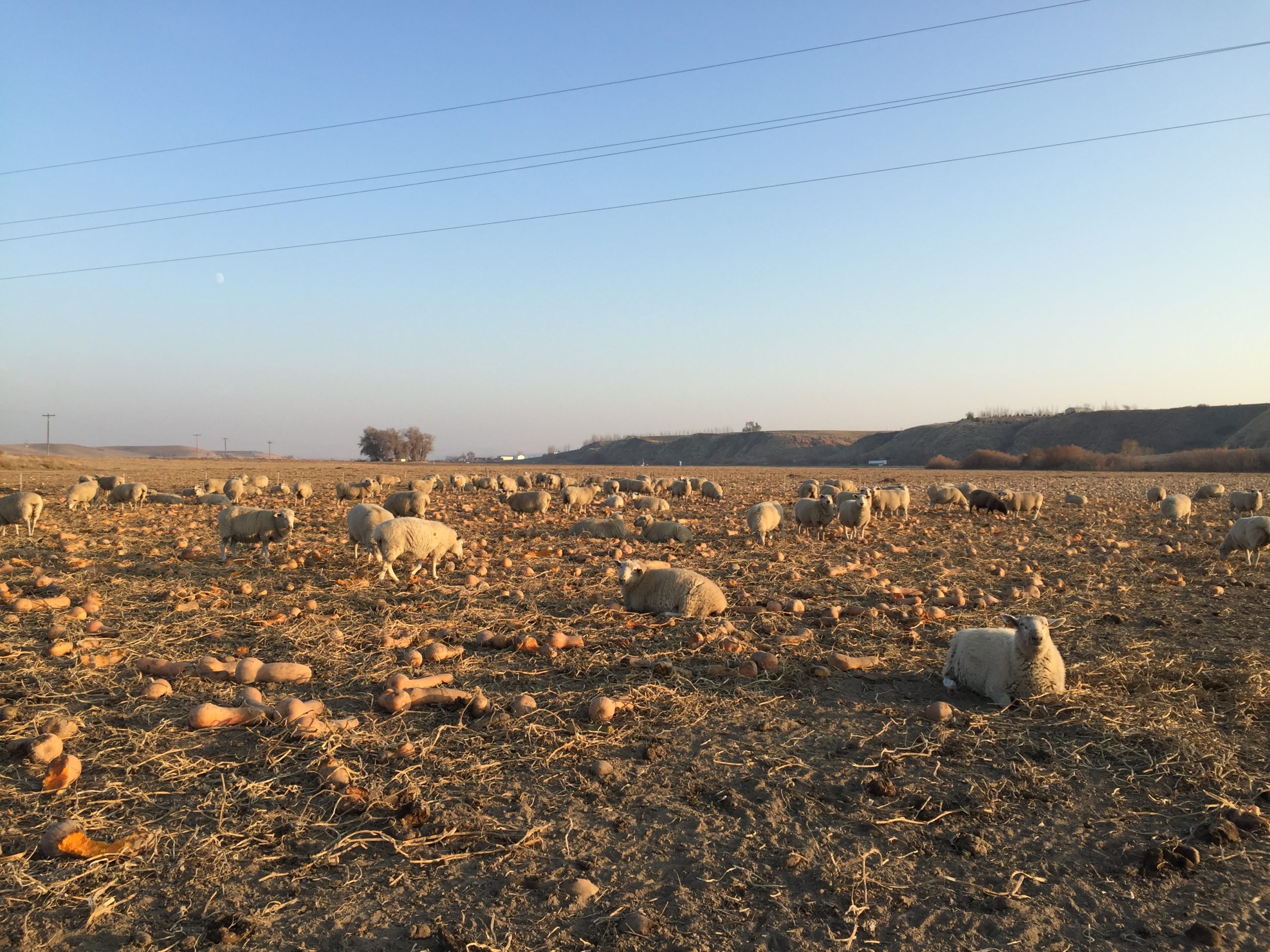 Can Sheep Eat Pumpkins? A Feeding Guide for This Superfood