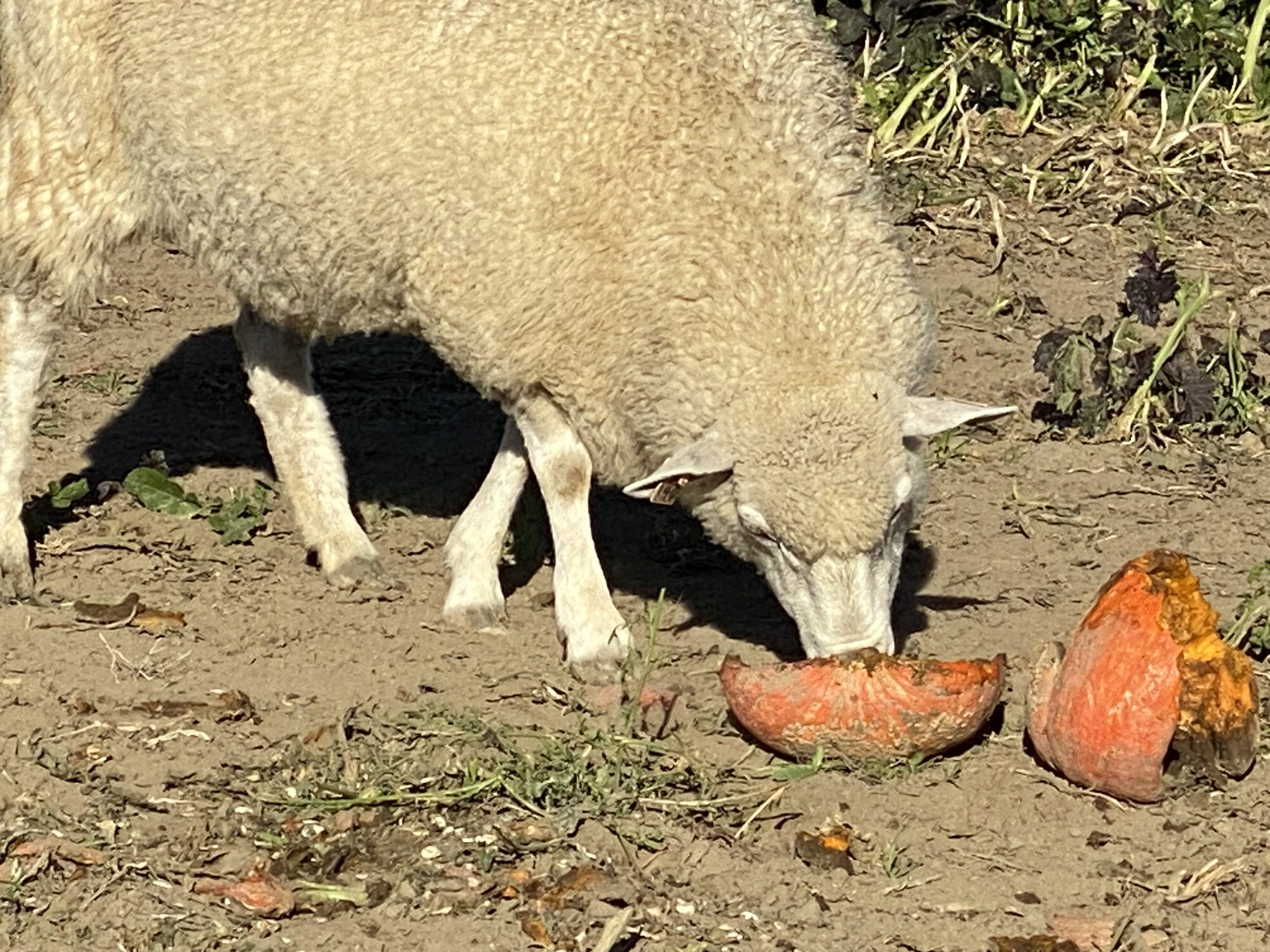 Ewe Eating Pumpkins