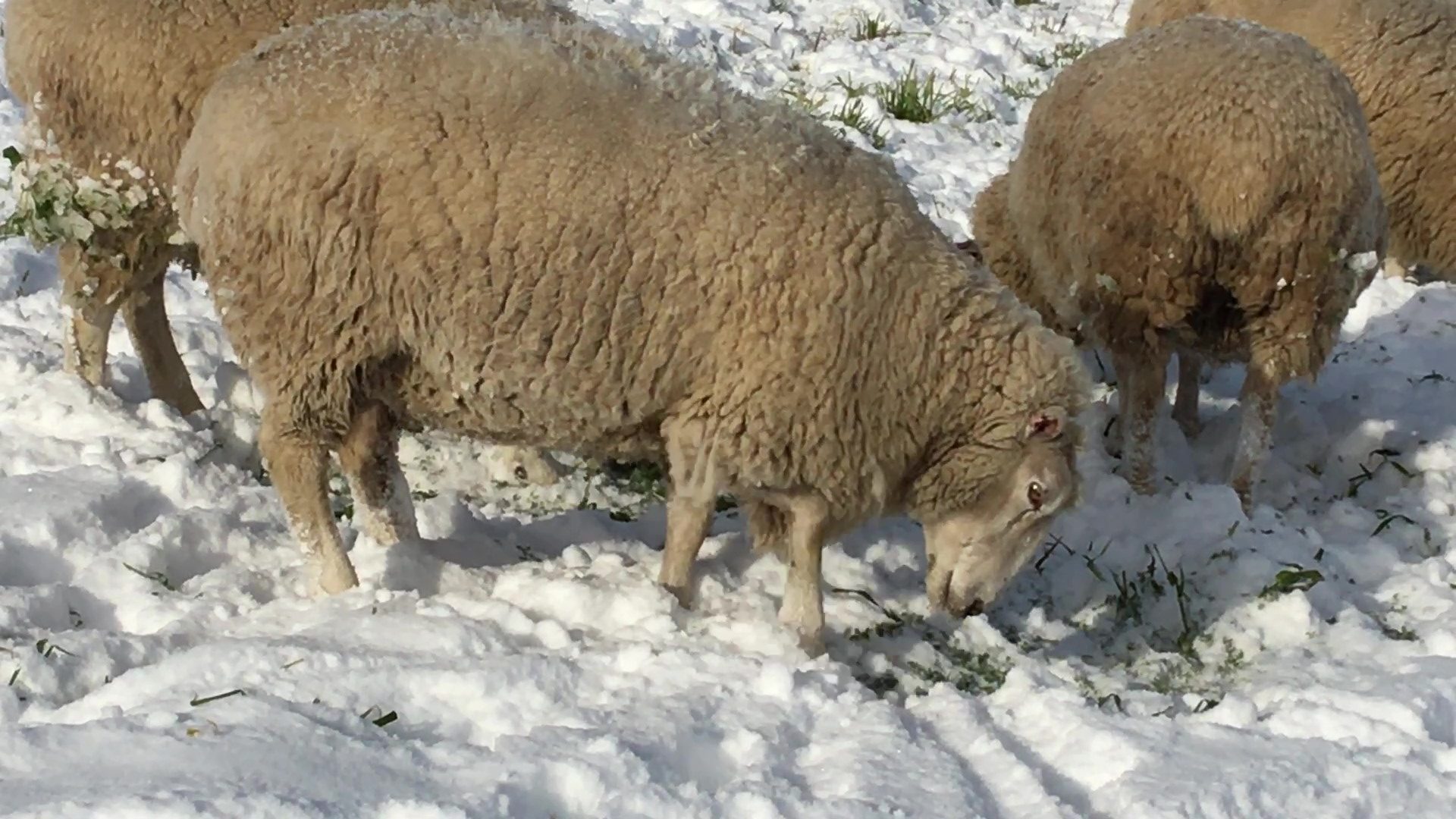 Ewe digging through snow to find forage.