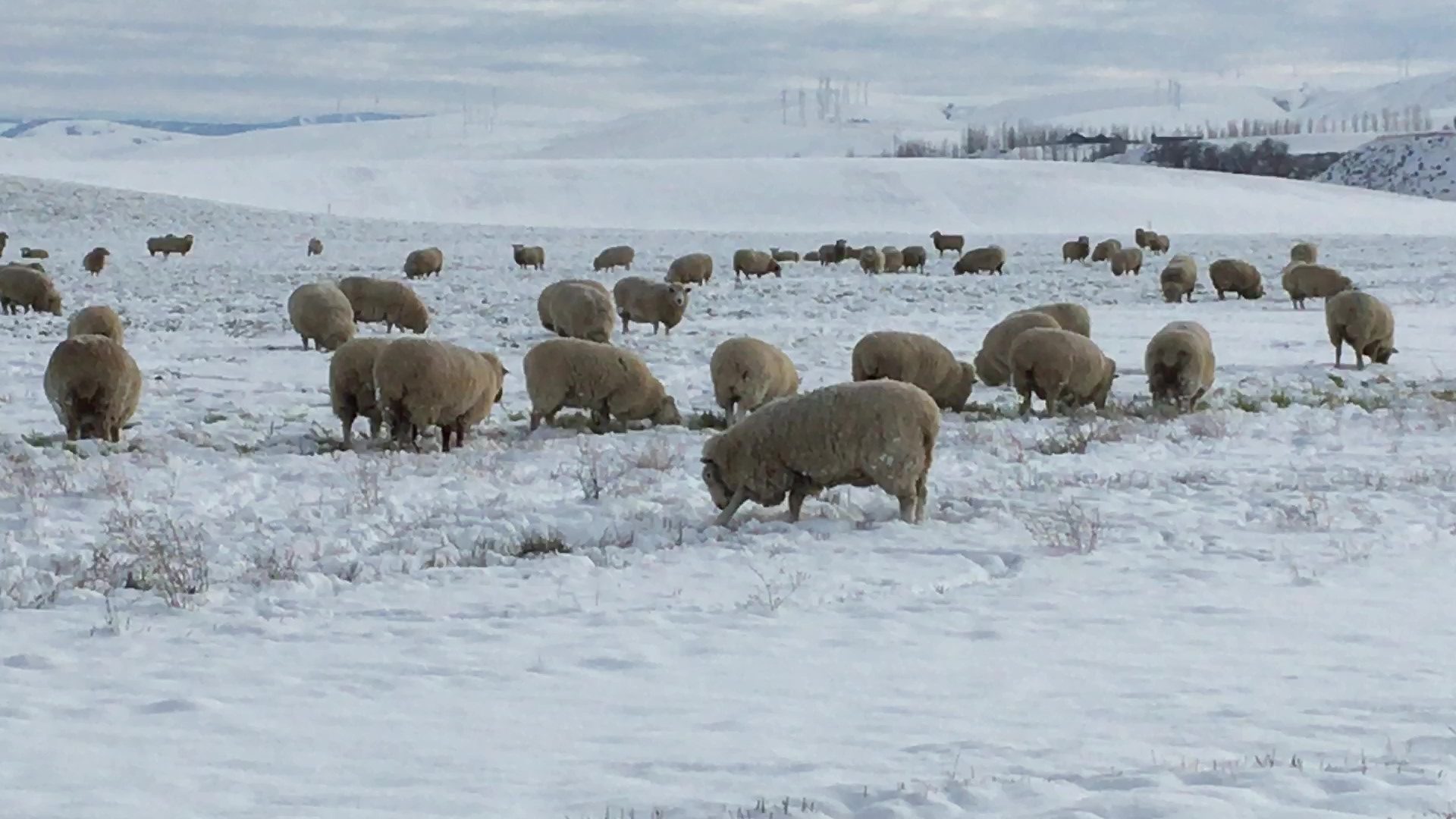 Ewes grazing a seeded crop in the snow.