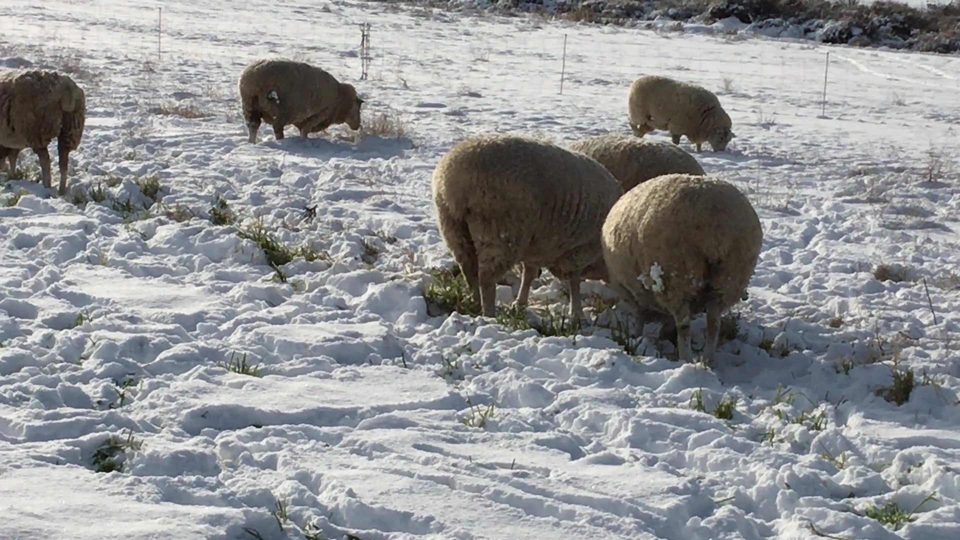 Ewes eating turnips and kale beneath the snow on a sunny day.