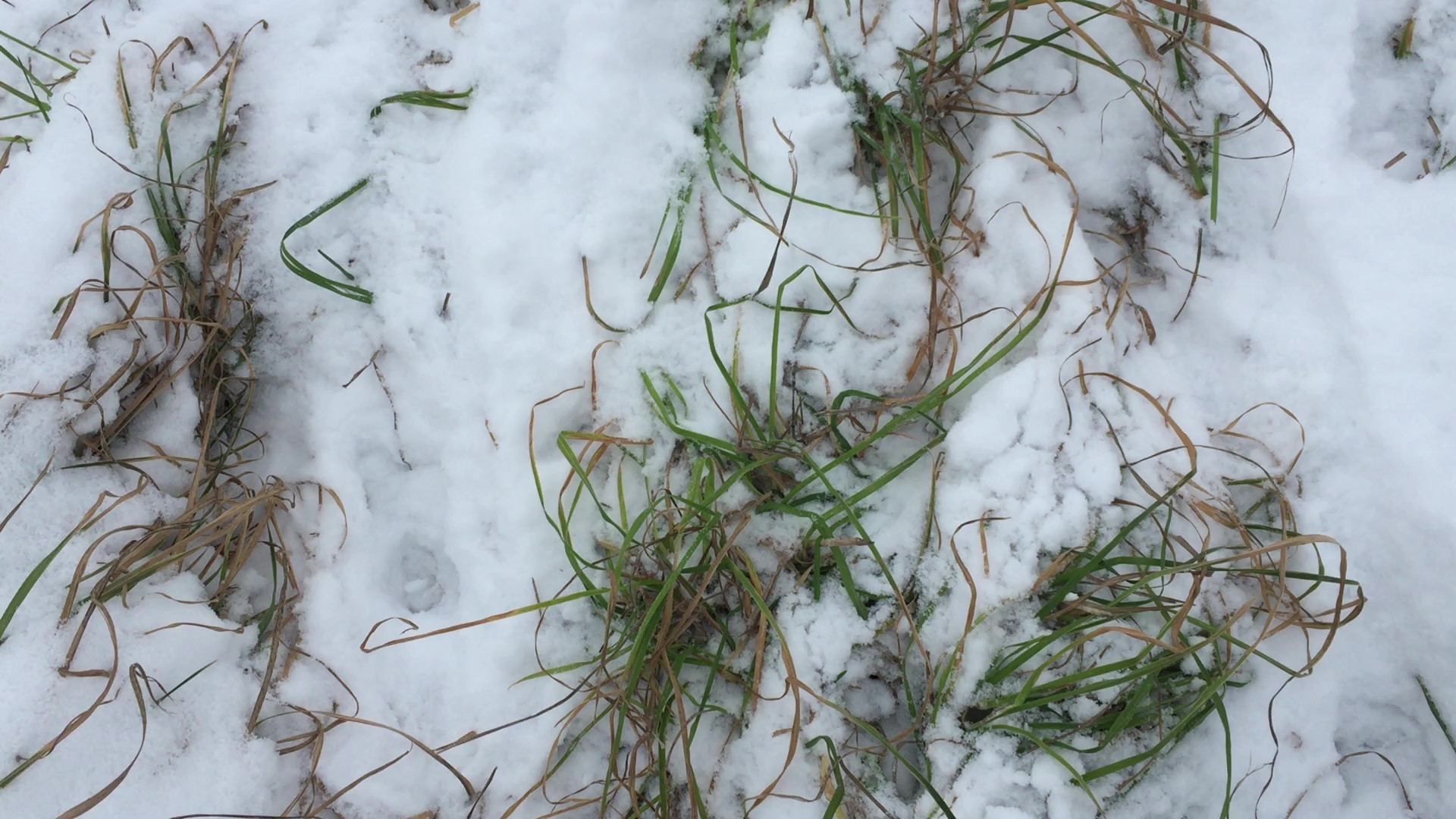 Green Orchardgrass peeking through the snow.
