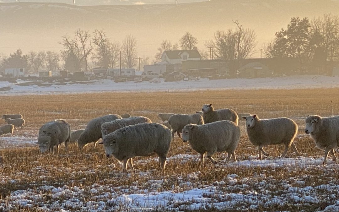 Winter Grazing Guide: Tips for Sheep Management