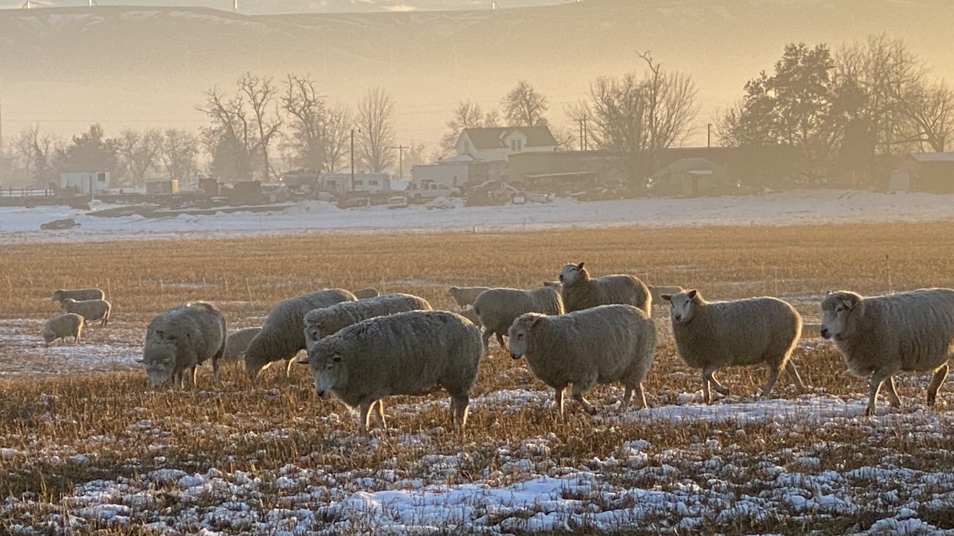 Winter Grazing Guide: Tips for Sheep Management