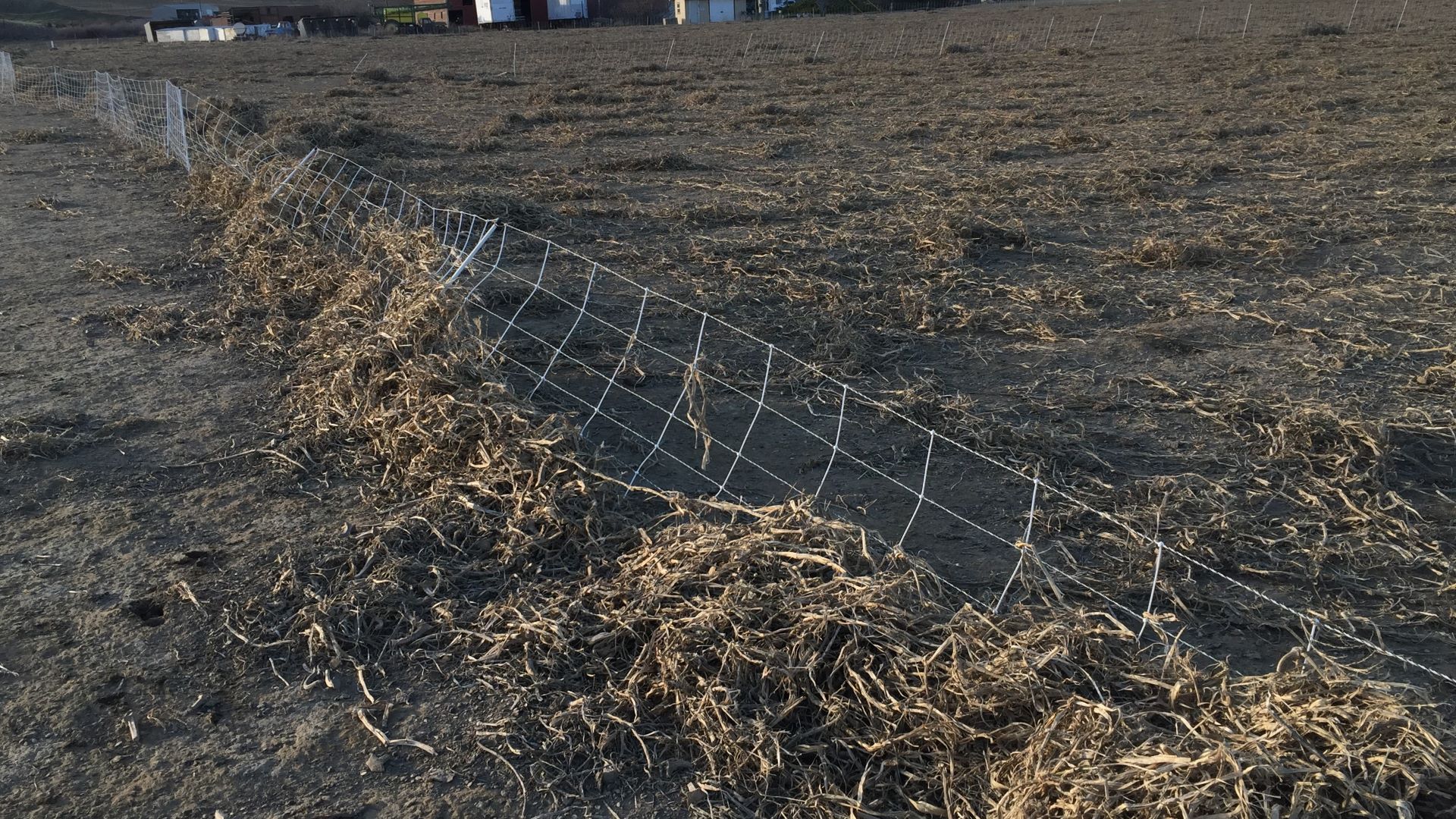 Electric netting with squash vines built up from a storm.